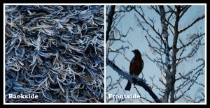 PicMonkey Tapestry 2